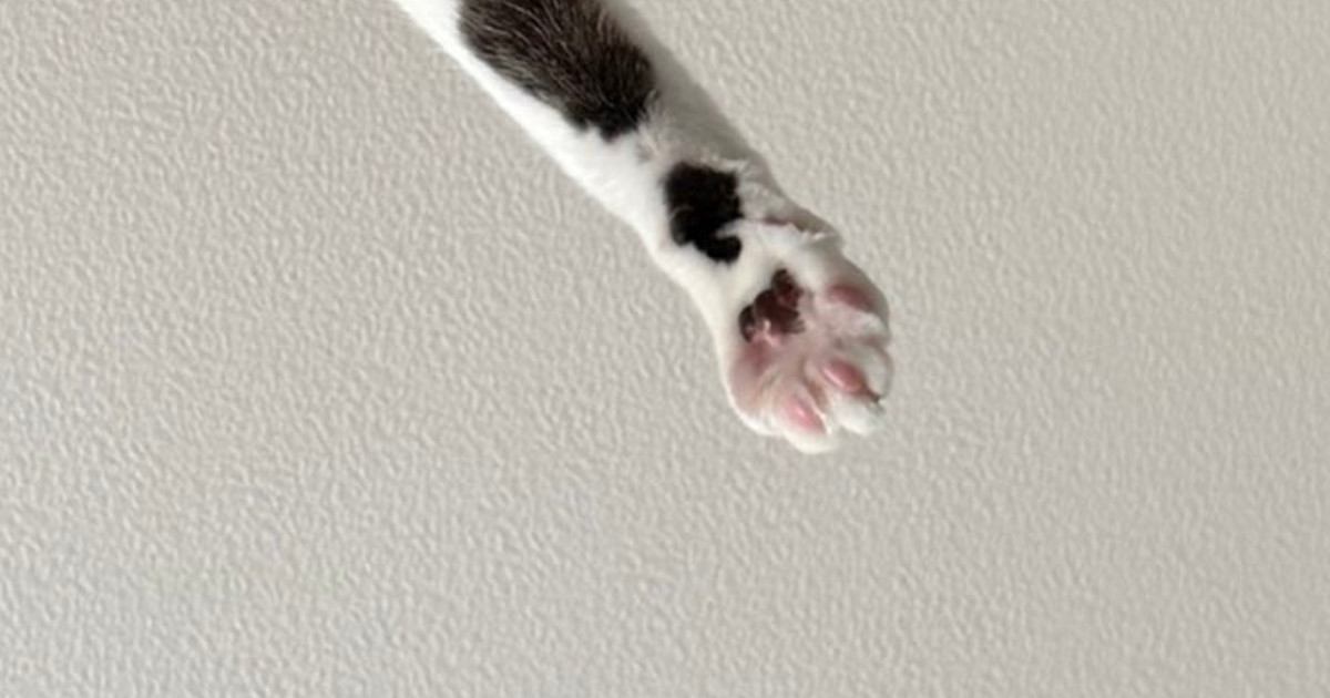 朝起きると、目の前で『猫』が…思わず笑ってしまう『まさかの光景』に２万いいね「眠気も吹っ飛ぶねｗ」「よっ！て感じでかわいいｗ」
