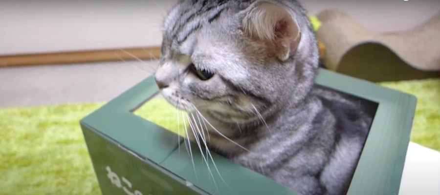 食べたらハウスに直行しちゃう♡猫ちゃんの食い逃げ？！