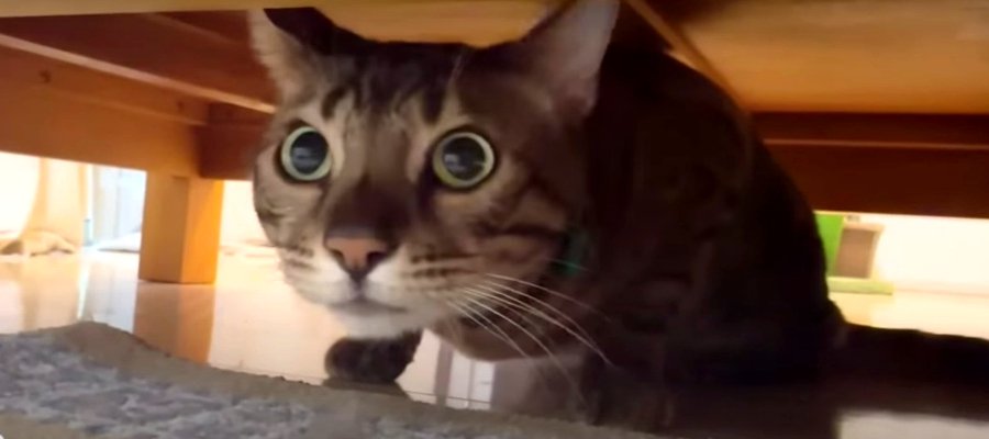 冷蔵庫の上から降りないベンガル猫ちゃん。飼い主ママが猫の声真似をすると…？