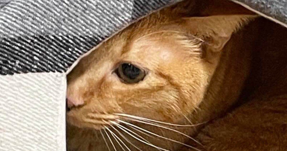 新品の『ねこベッド』を普通に使ってくれていた猫→翌日になると…『まさかの光景』に爆笑の声「たまらんｗ」「うちの子も同じことしてたｗ」