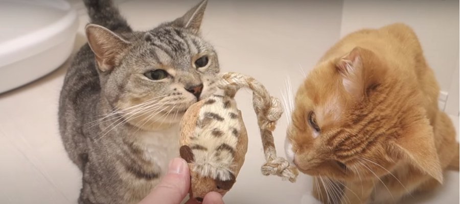 イマイチ…？期待を裏切る猫あるある