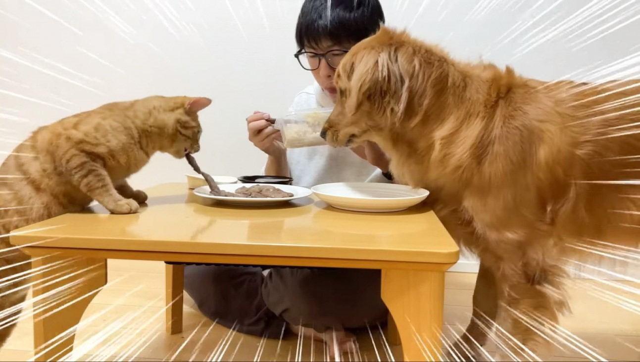 猫と大型犬に『飛騨牛』を与えてみた結果…まさかのトラブルが起こる展開に面白すぎると13万再生「幸せ空間」「二匹とも食欲凄い」の声