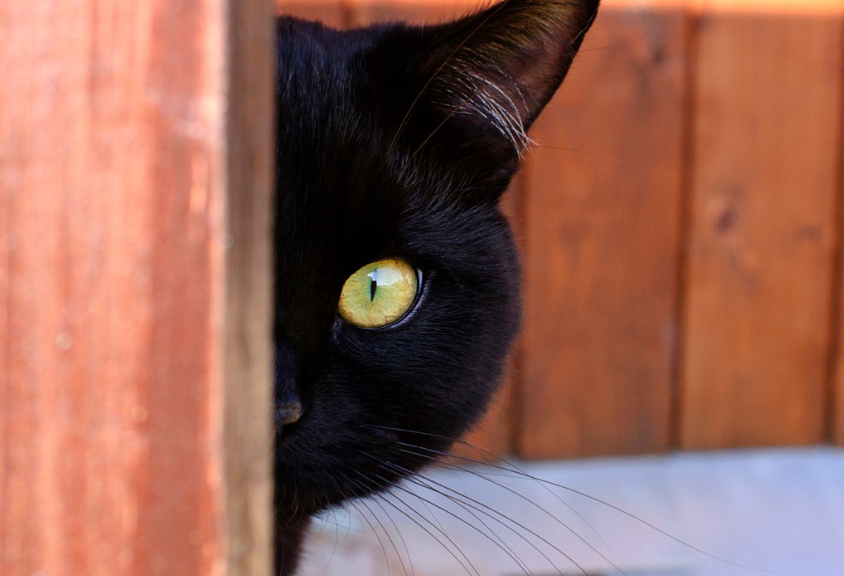 猫に関する『うわさ話・迷信』5選　どこまで本当なの？気になる真相をご紹介