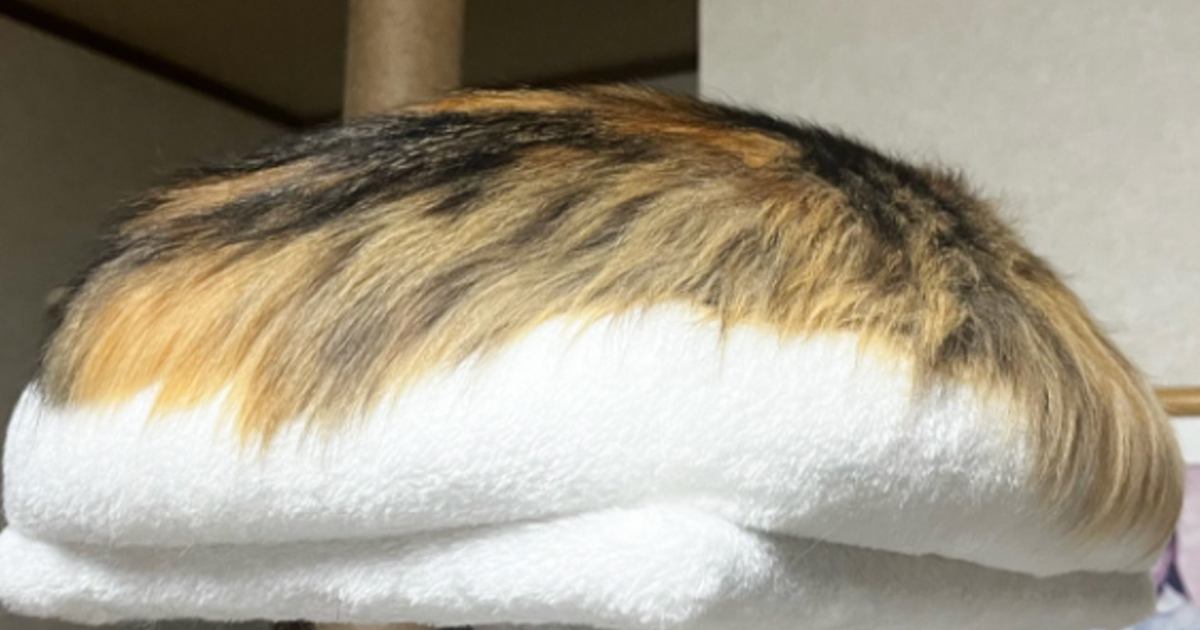 クッションのようなカツラのような謎のフワフワ……『まさかの正体』が307万表示「クッションかと思ったｗ」「全部猫だと思った」