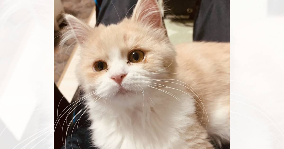 お迎え時は『目がしょぼしょぼだった子猫』が、現在……『感動のビフォーアフター』が15万表示「いっぱい愛されてるね」「ふわっふわ」