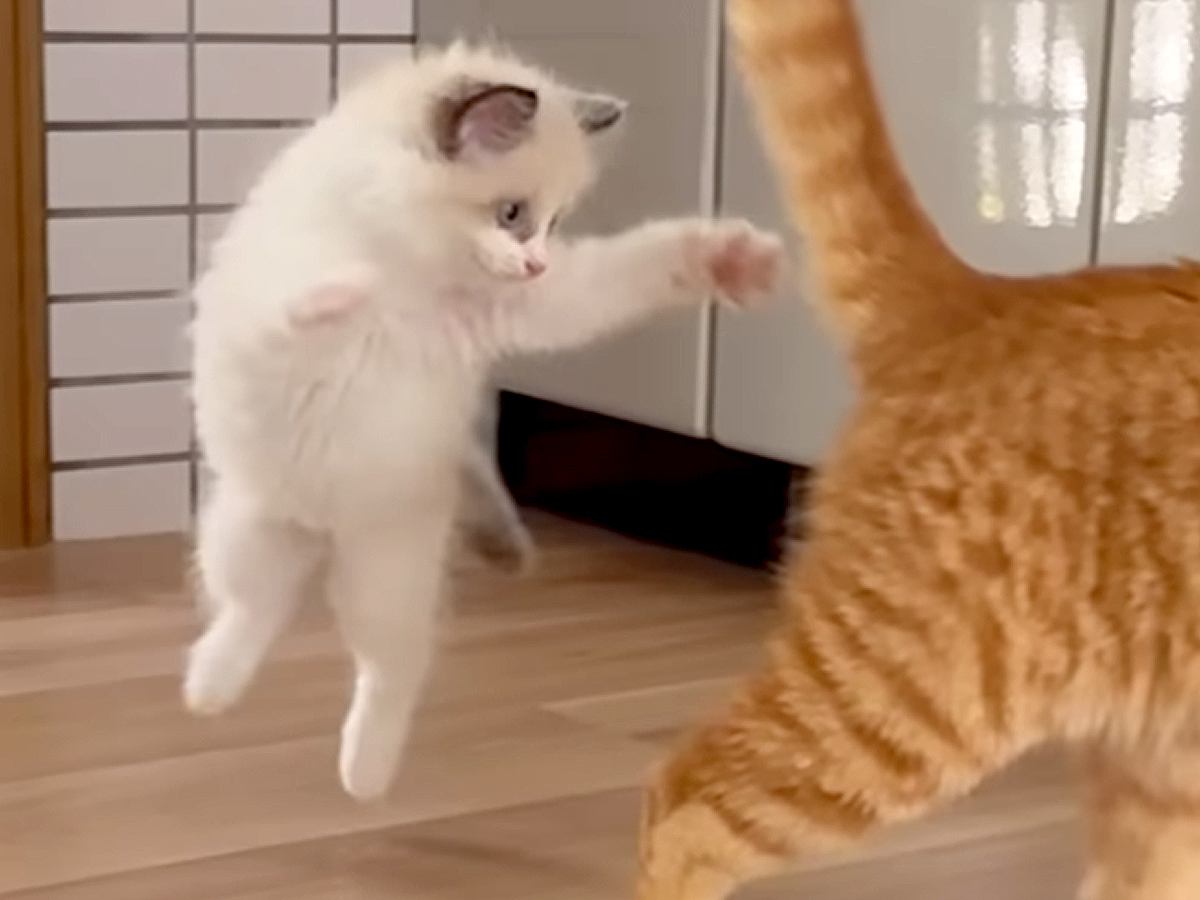 『白くてふわふわの保護子猫』と19匹の先住猫の日々を記録→最初は弱々しかったのに…現在の『まさかの態度』が23万再生「プリンセス感」