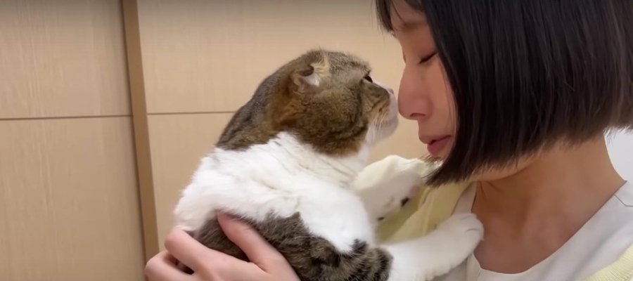 スコティッシュフォールドの猫ちゃんが『鼻チュー』！おかえりの挨拶がかわいすぎる♡