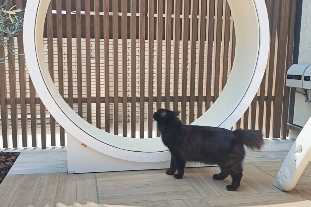 中庭に『巨大キャットホイール』を置いてみたら…猫たちの『可愛すぎる反応』に癒される人が続出「のびのび楽しそう」「最高の楽園」