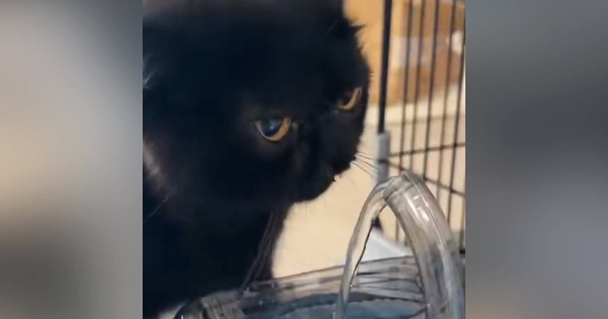『部活終わりなんだと思う』　自動給水機の前にやってきた黒猫…驚きの『飲みっぷり』に1万いいね「めっちゃ上手」「まさに無我夢中ｗ」