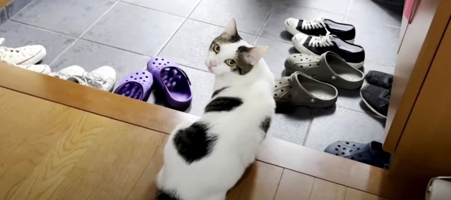 何度だってトライ！猫ちゃんの諦めない心