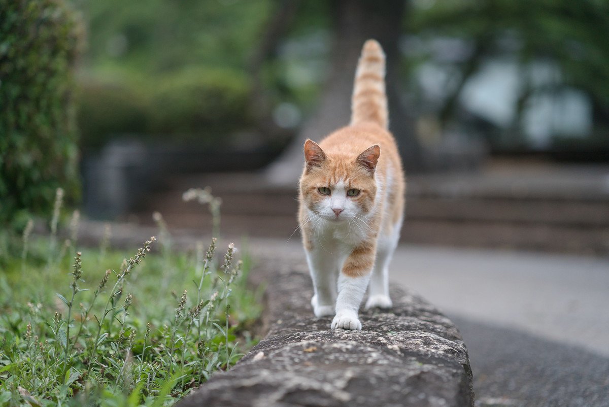 街のセレブ猫に「自由市民」の称号が授与される！市内どこでも出入り自由　マン島