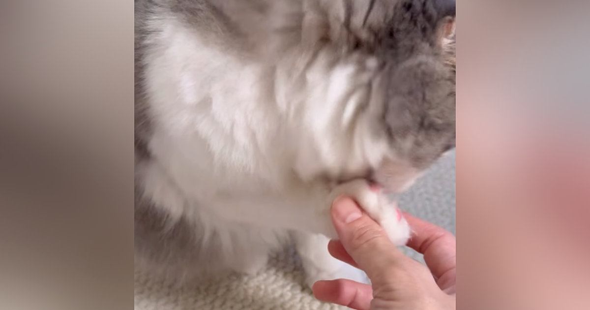 毛づくろいをしていた猫→そっと指を差し込んでみた結果…思わず笑ってしまう『まさかの反応』が44万再生「可愛すぎる」「表情がいい」