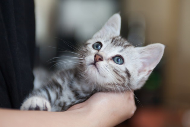 猫の維持費と初期費用~飼う前に知っておきたいお金の事~