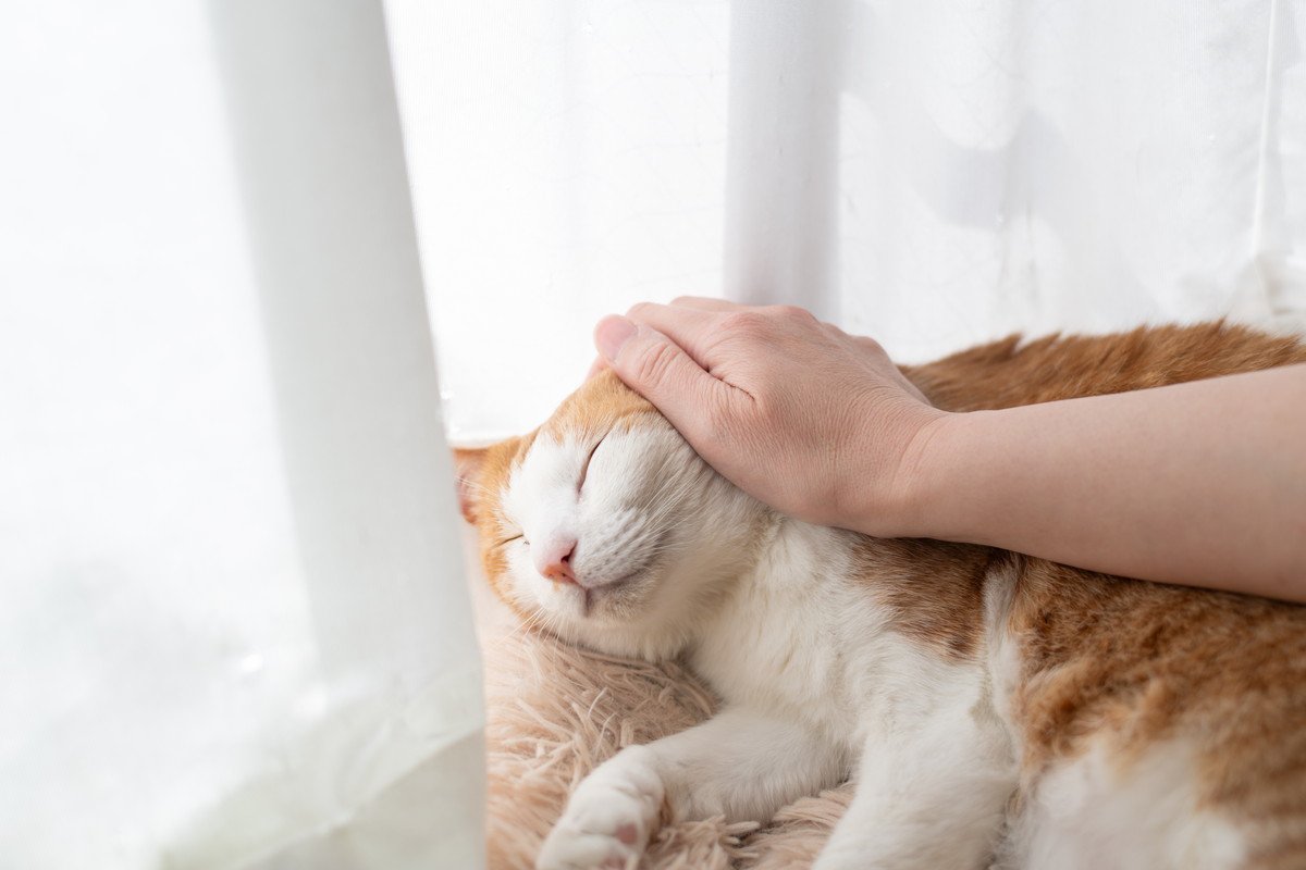 愛猫が『亡くなる前』にしてあげたいこと4選 残された時間で飼い主が大切にすべき想いとは