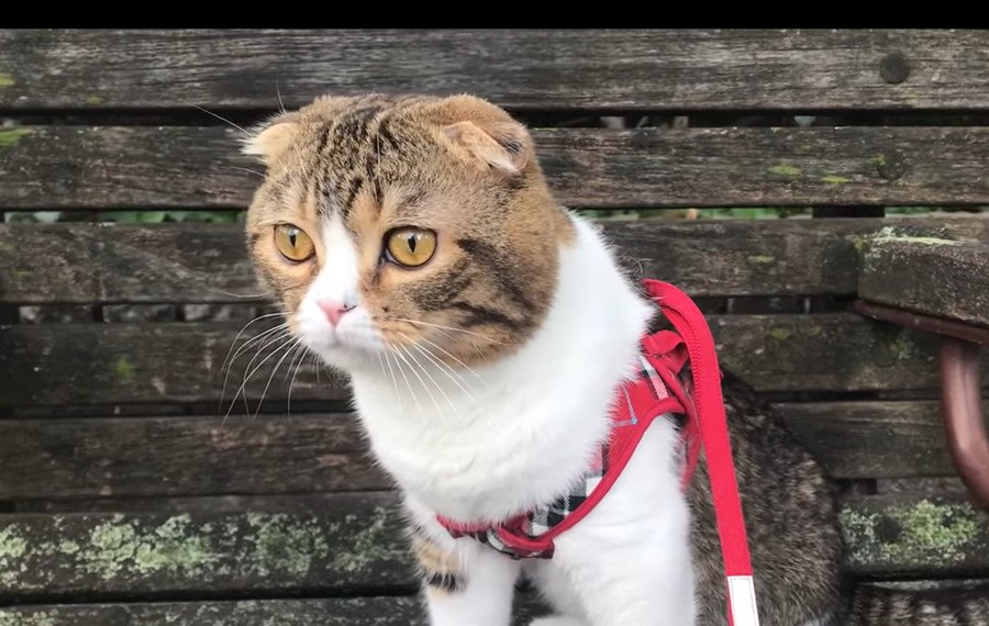 外は怖いけど気になる！お出かけをする猫さん！