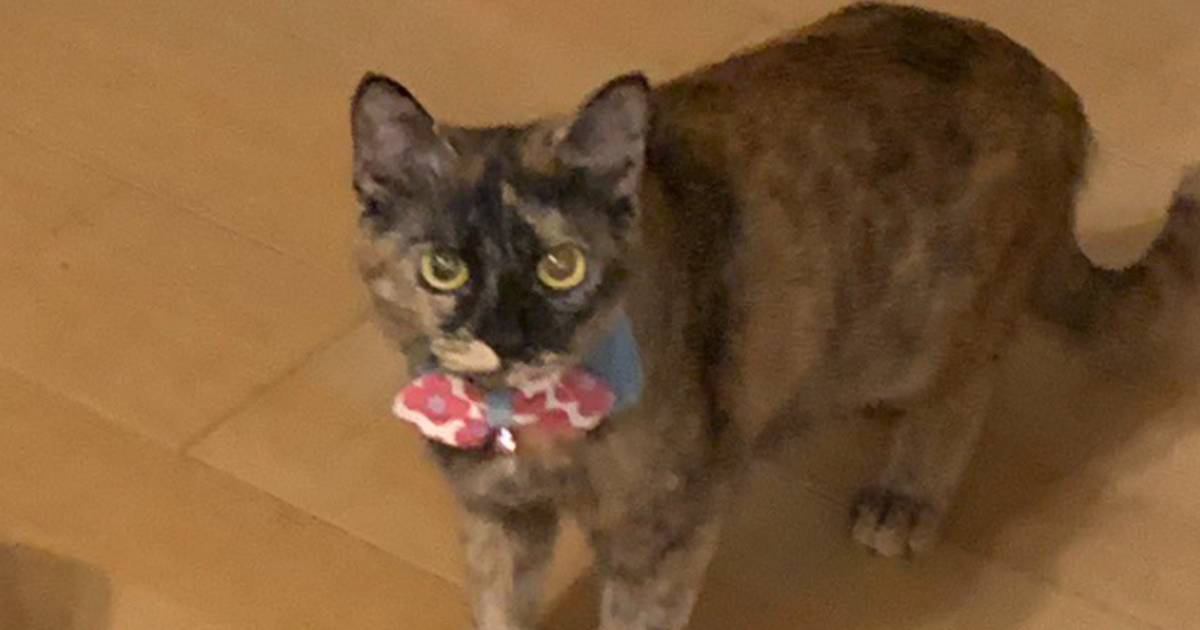 静かに立っている1匹の猫→"すぐ横"を見てみたら…『事件現場すぎる光景』が129万表示「完全に事件で笑った」「犯にゃんの動機は一体…」