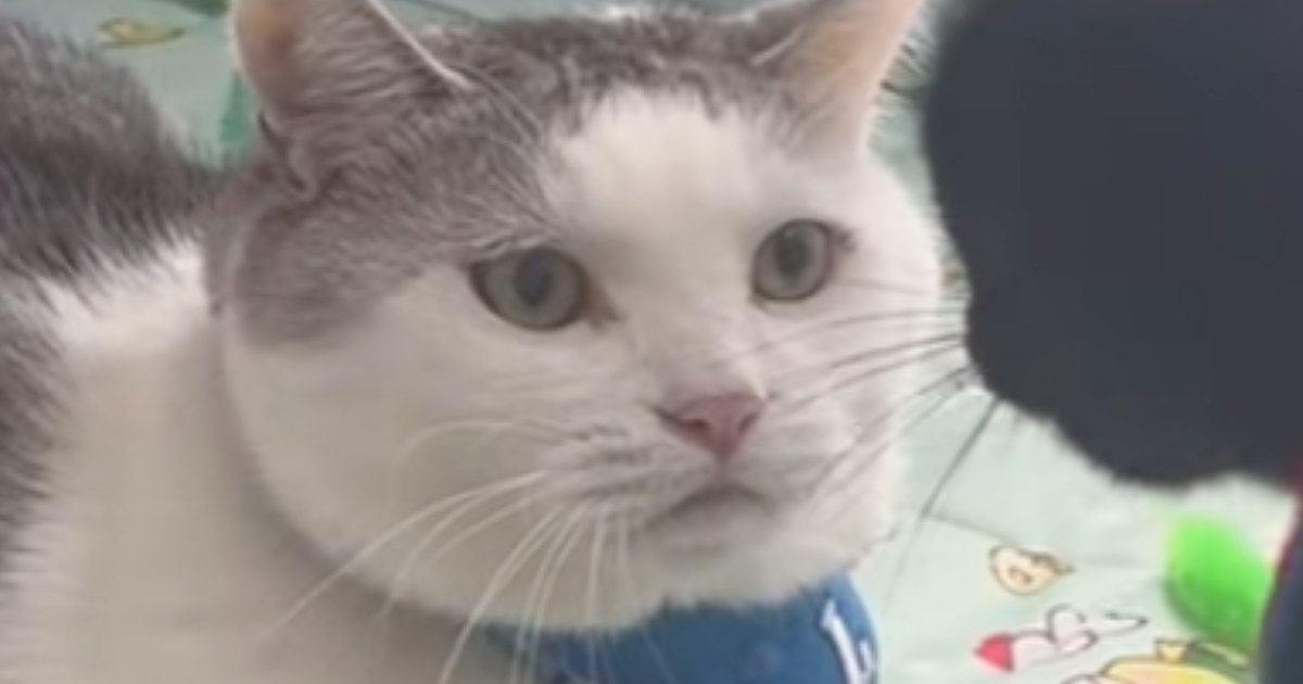 近づいてきた新入り猫を『じっと見つめる先住猫』…圧倒的な『貫禄』が凄すぎると12万再生「なんちゅう圧」「物凄いオーラを感じる」