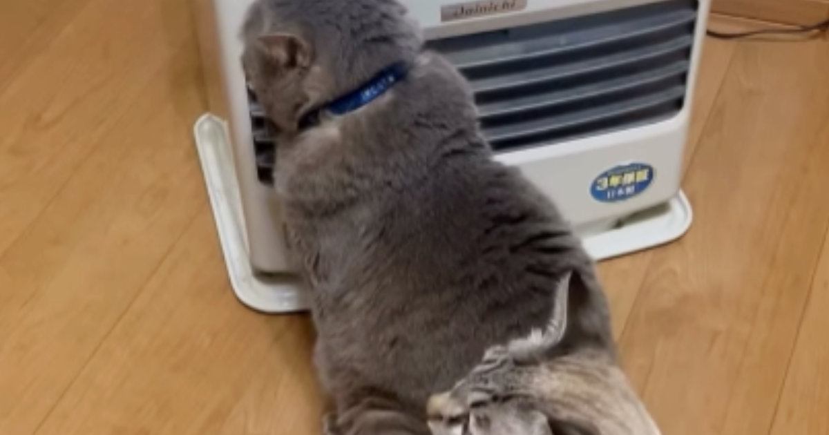 寒い冬の朝、ストーブの前に行くと『猫たち』が……想定外の『微笑ましい光景』が49万再生「順番待ちは大事ｗ」「横並びじゃないんだｗ」