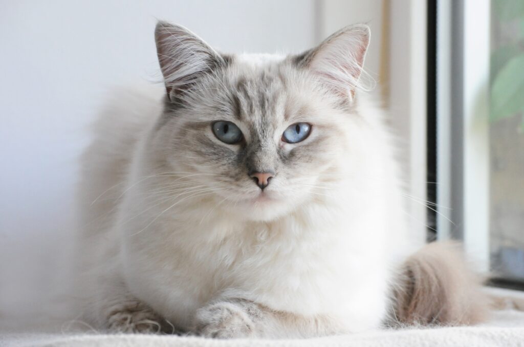 ラグドールの目の色は何色？青い目の特徴や濃淡、子猫からの変化も解説