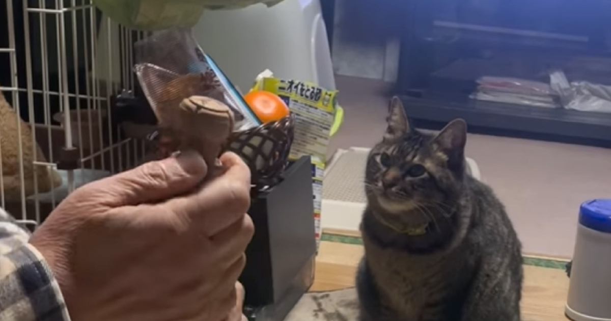ワインを開けようとする主人を『見守っている猫』→蓋が開いた次の瞬間……「ドキドキしたｗ」「見守ってるの可愛い」と61万再生の反響