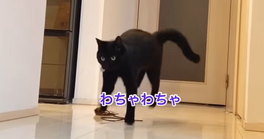 ひゃっはー！おもちゃで夢中になって遊ぶ猫さんが可愛い♡