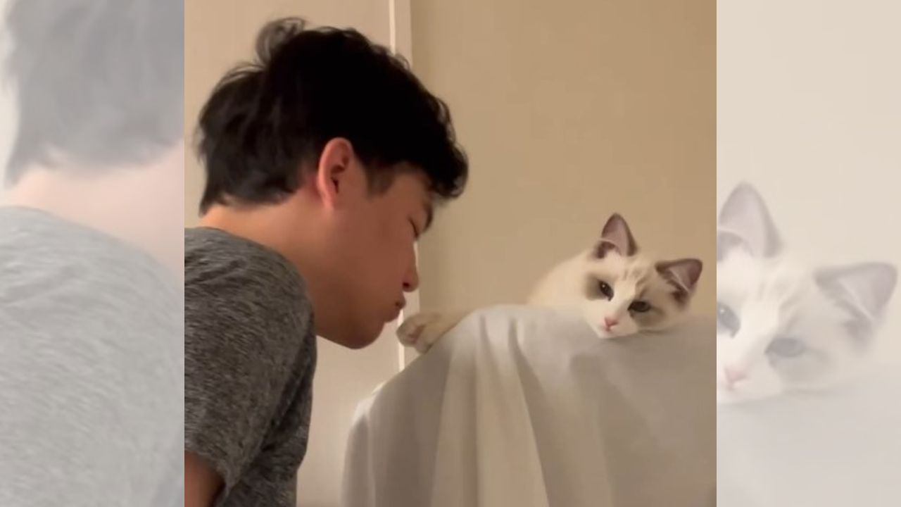 猫に『突然キス』してみた結果…思いもよらない結末に羨ましがる人続出 「可愛すぎる」「まるで新婚」と2万3000いいねを突破