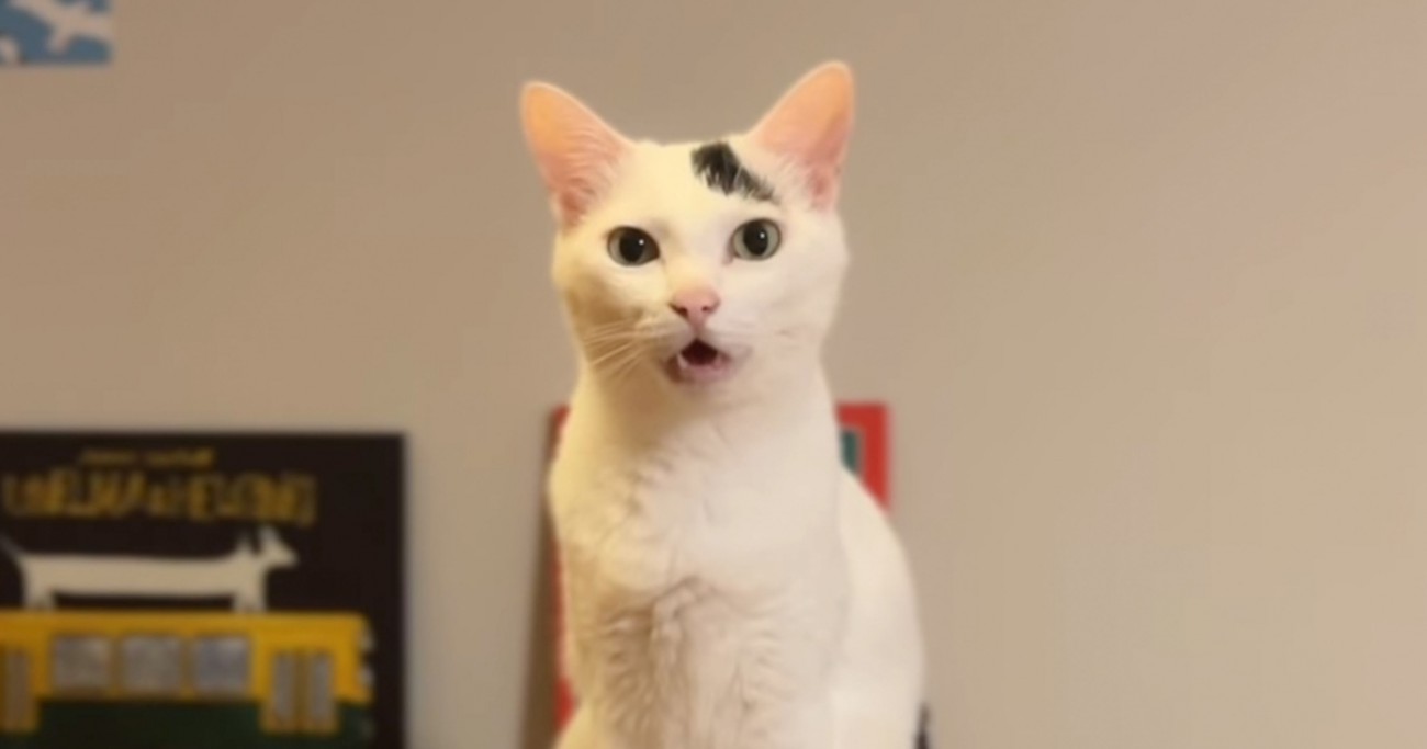 ご飯をもらおうと近くにやってきた猫が、次の瞬間…あまりにも賢すぎる『3段階の要求』が22万再生「強弱つけてるの凄い」「最後すごいｗ」