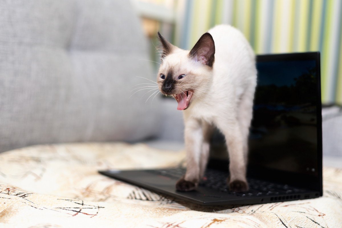 猫があなたに『ちょっかい』をかけているサイン3選　あなたに訴えたいことがあるのかも？