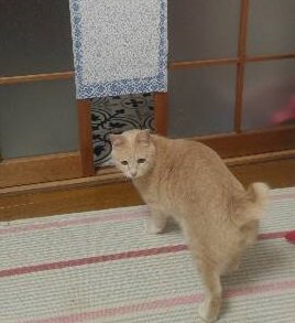 100均グッズだけで猫専用出入口を作ってみた！