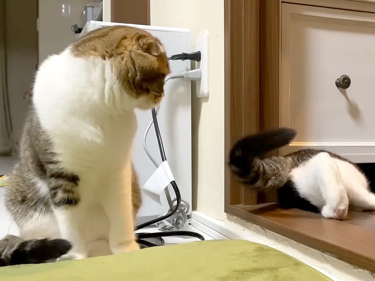 若くしてパパになった猫→息子猫は“世界一パパ大好きっ子”に…尊すぎる『まさかの育児方法』に「優しいパパ最高」「一緒に寝てるのかわいい」