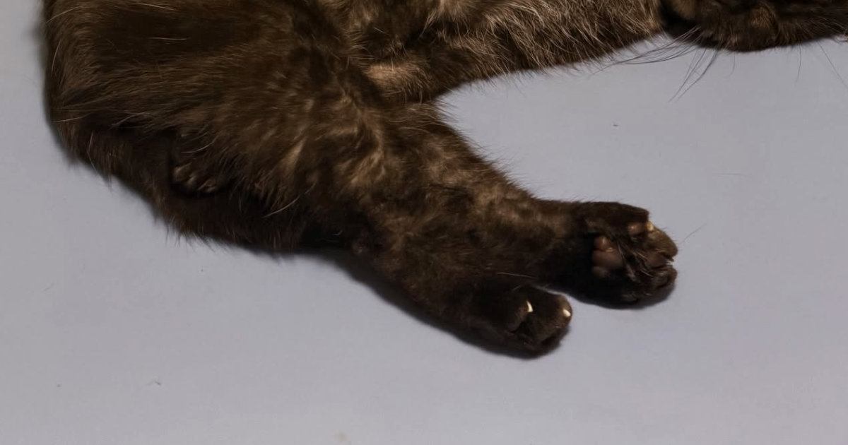 寝室に向かったら、『ベッドの上で猫』が……とっても幸せそうな『尊い寝姿』に「いくらなんでも可愛すぎる」「天使だ」と２万いいね