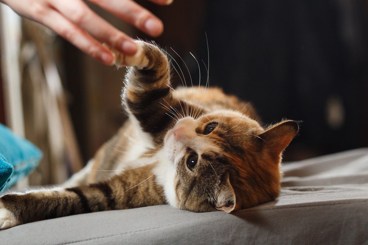 あなたの愛猫の『利き手』は？左利き・右利き、どちらになるかは性別に関係する？