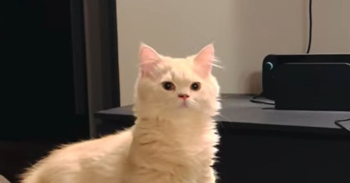 飼い主の声に反応した猫→次の瞬間…まるでAI生成のような『まさかの動き』が899万再生「本当にネコ？」「とても滑らかｗ」