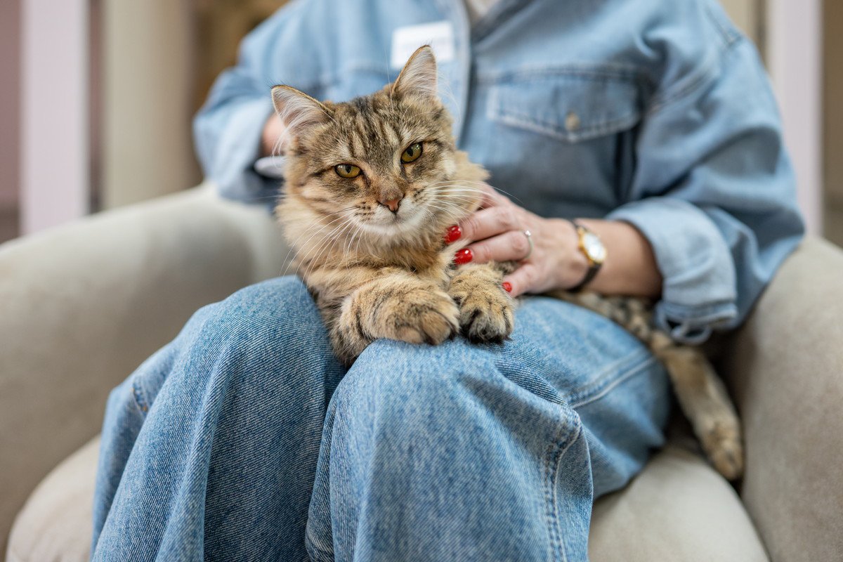 猫が『飼い主を守らなきゃ！』と思っているときの行動・仕草4選　心配してくれるのは私が頼りないから？