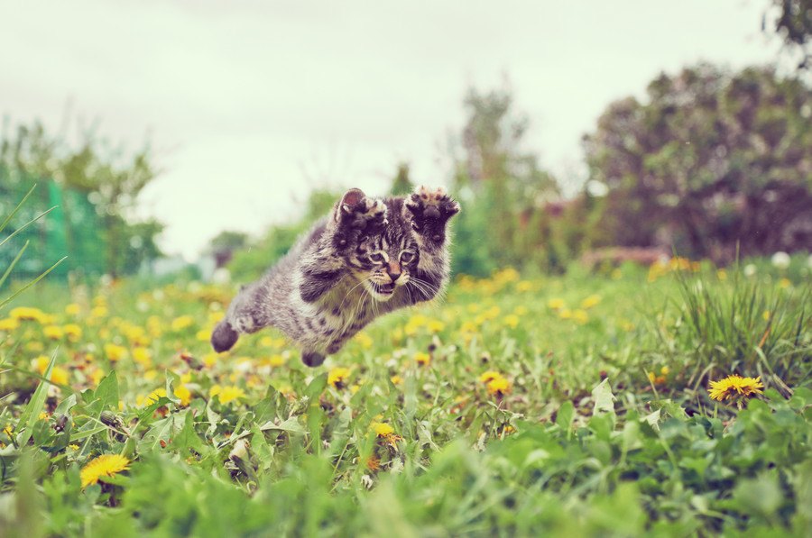 猫は時間が分かるの？ご飯の時間になると興奮する理由