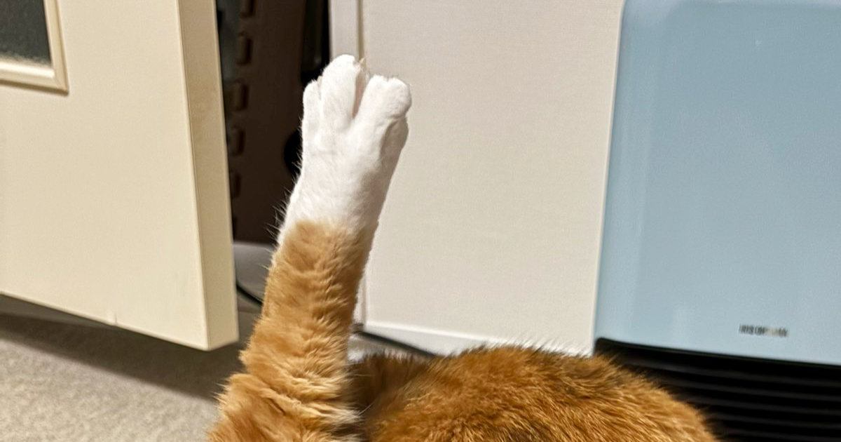 ふと毛づくろいしている猫を見たら、後ろ姿が……『まさかの瞬間』に「まんますぎて吹いた」「骨まで噛みつかなきゃ」とSNSで反響