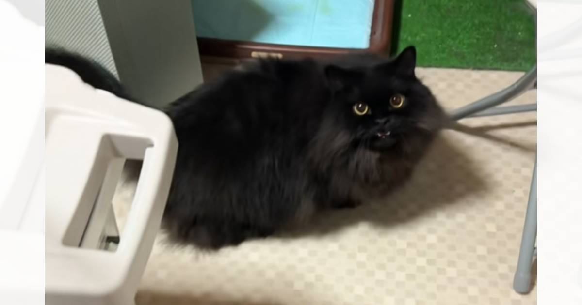 買い物から帰宅した飼い主→『猫に呼ばれて』後をついて行った結果…まさかの光景が210万再生「ポーズ好き」「仕事の疲れも吹っ飛ぶね」の声