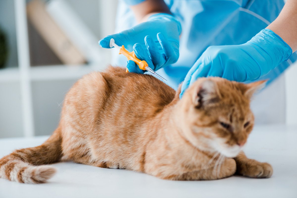 猫との暮らしの新常識？猫にまつわる『アップデート』した5つのこと
