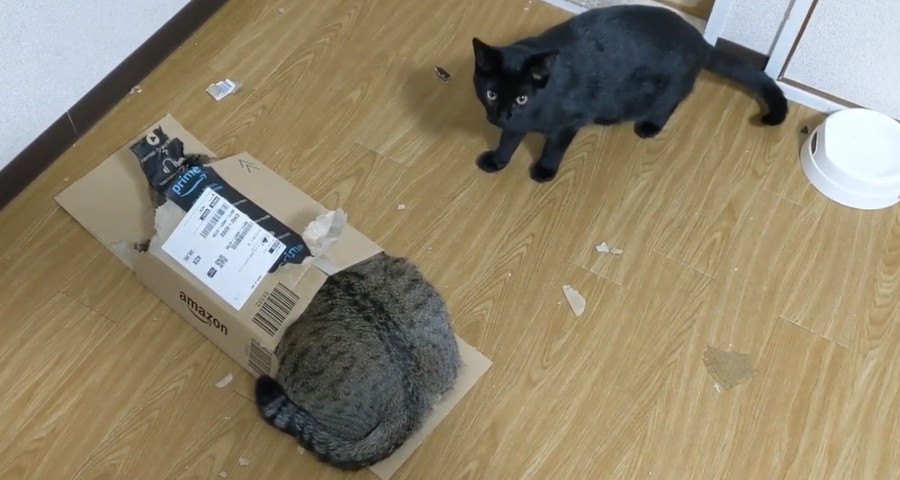 犬猫界隈で噂のダンボール！見つけた猫ちゃんは…？