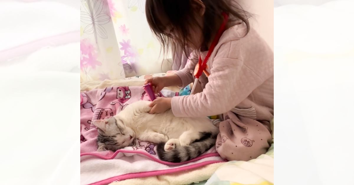 女の子が『猫を患者』にしてお医者さんごっこを始めた結果…思わず感動の『関係性』が446万再生「見ているだけで幸せ」「健気すぎて泣ける」