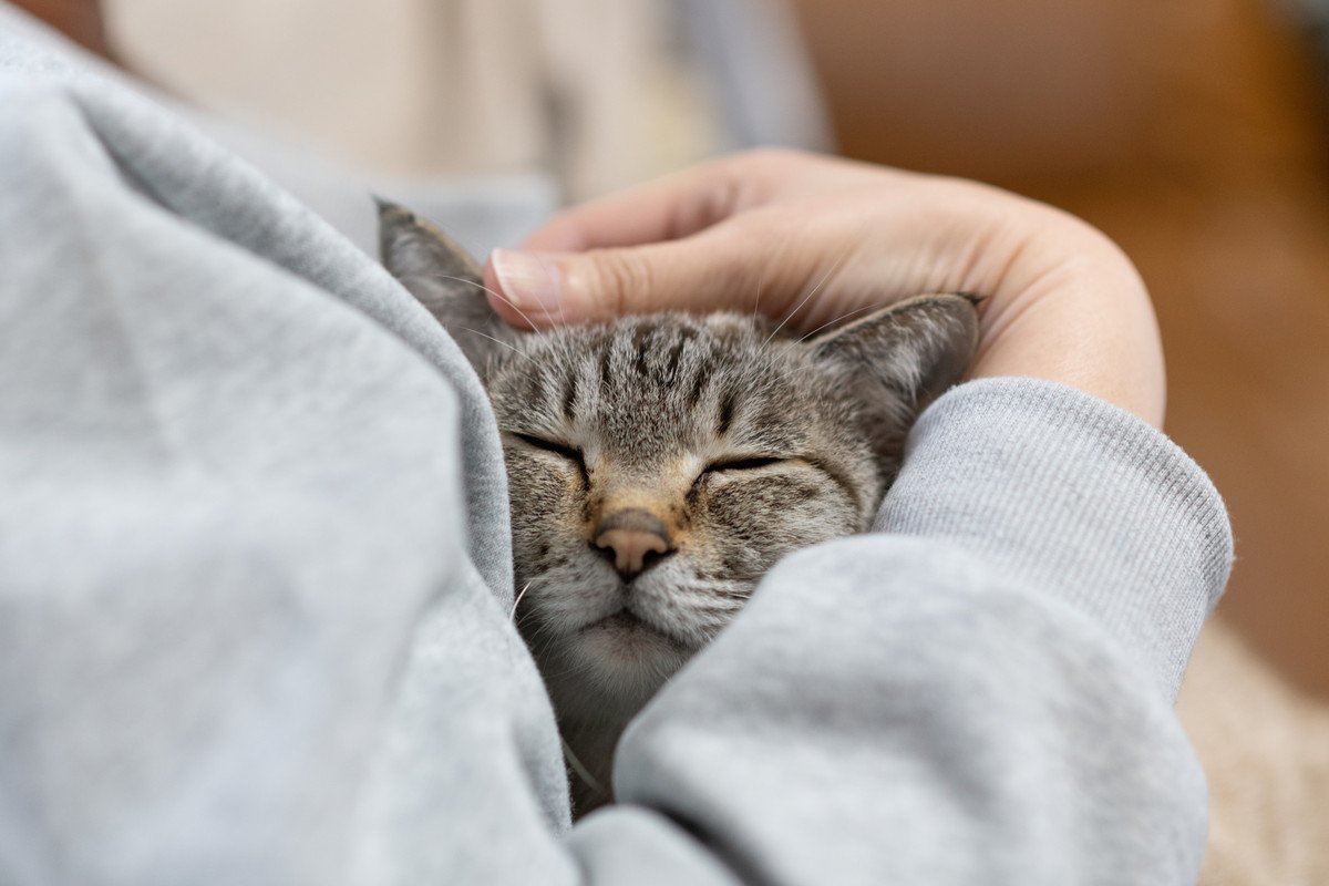 猫が『大好きな人』だけにする行動5つ　心を許しているサインや愛情の返し方まで