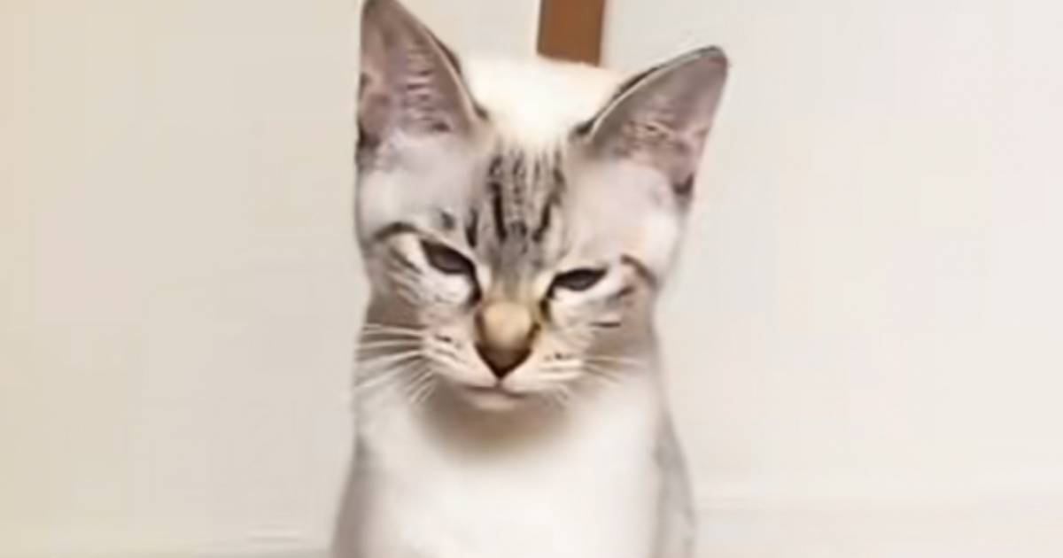 『やせ細った保護猫』を家族に迎えて大切にお世話した結果…想像を超える『劇的なビフォーアフター』に「誰ってほど変わったｗ」「予想以上ｗ」