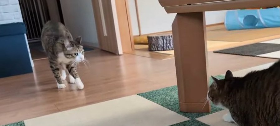 クモを取れなかった猫ちゃん。そんな猫ちゃんが次に狙った相手とは…！？