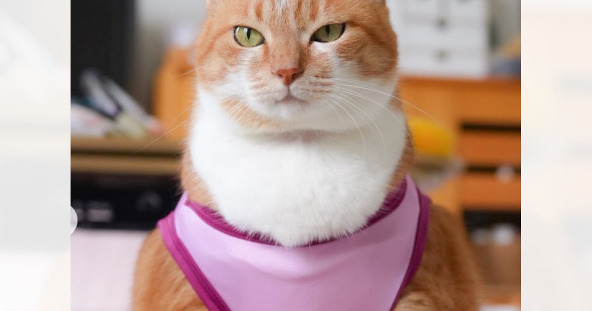 服を着た猫→正面から見てみたら……爆笑注意な『まさかの光景』に2万いいねの反響「めっちゃ強そうｗ」「レスリング金メダル確定でｗ」