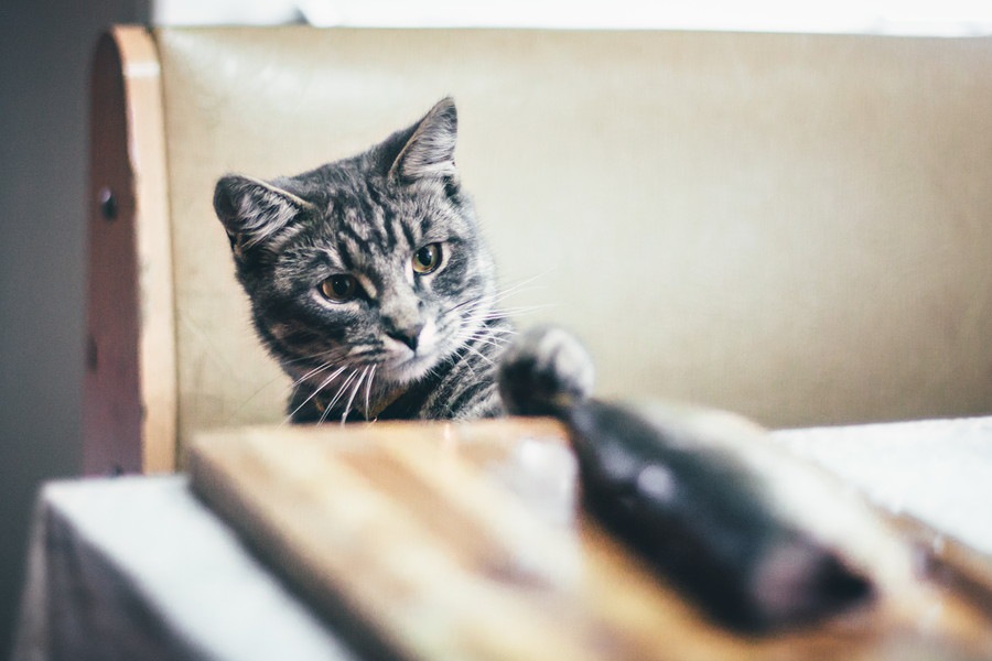 猫はうなぎを食べても大丈夫？食べさせる時の注意点について