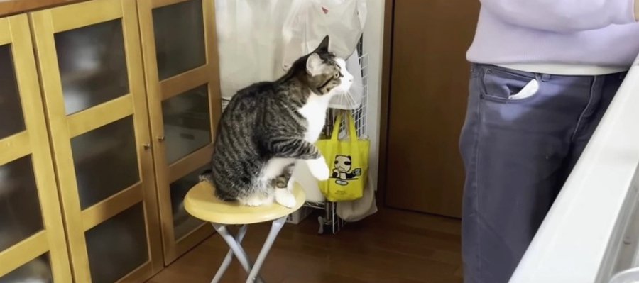 『抱っこされたくてモジモジ…』キッチンに立つ飼い主さんにおねだりする猫さんが尊すぎる