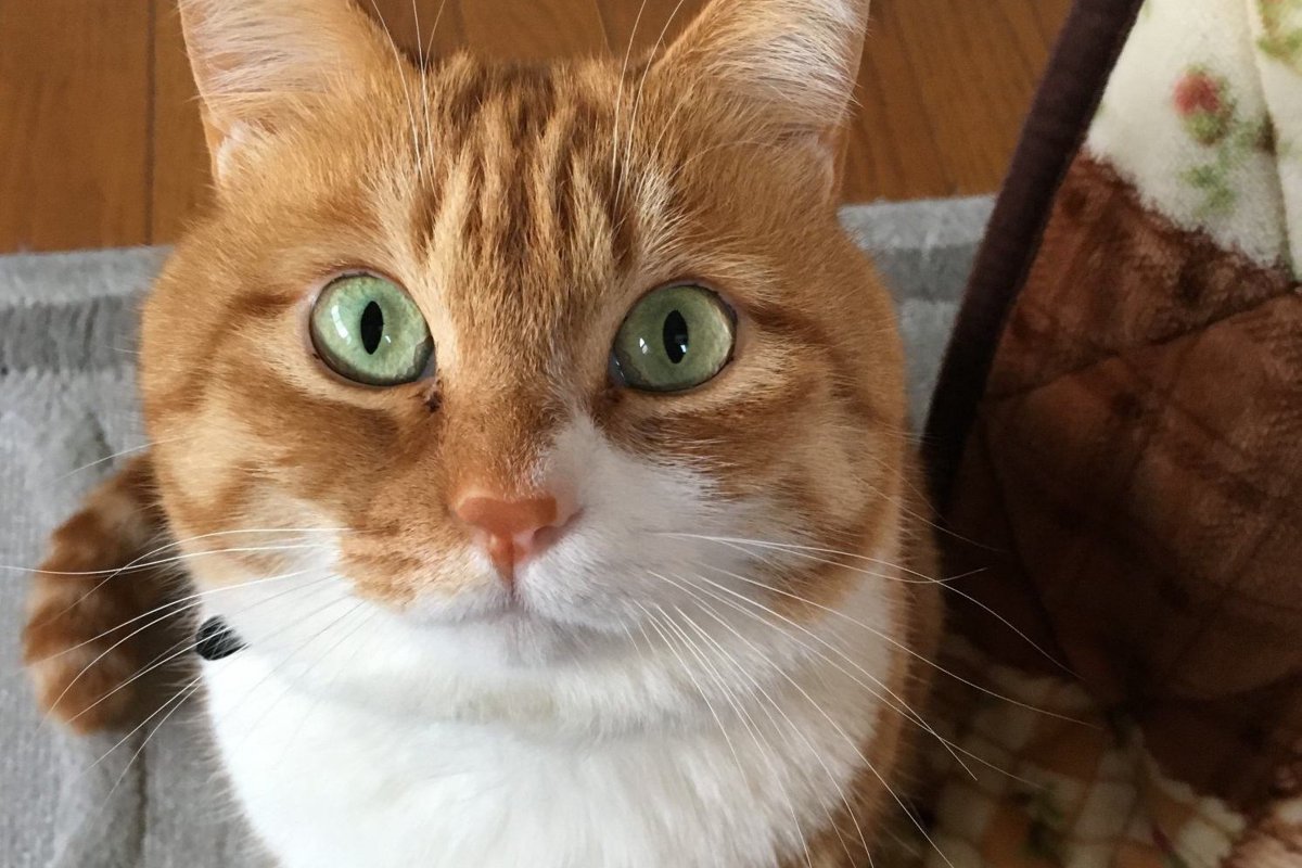 猫がワクワクする８つの瞬間