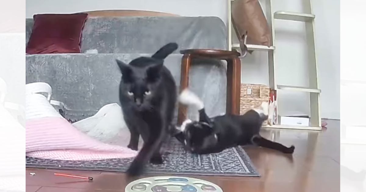 弟猫にキックされて怒った兄猫→ママに言いつけようとして…完璧に状況を伝えた『まさかの行動』が67万再生「マジで凄い」「めっちゃ怒ｗ」