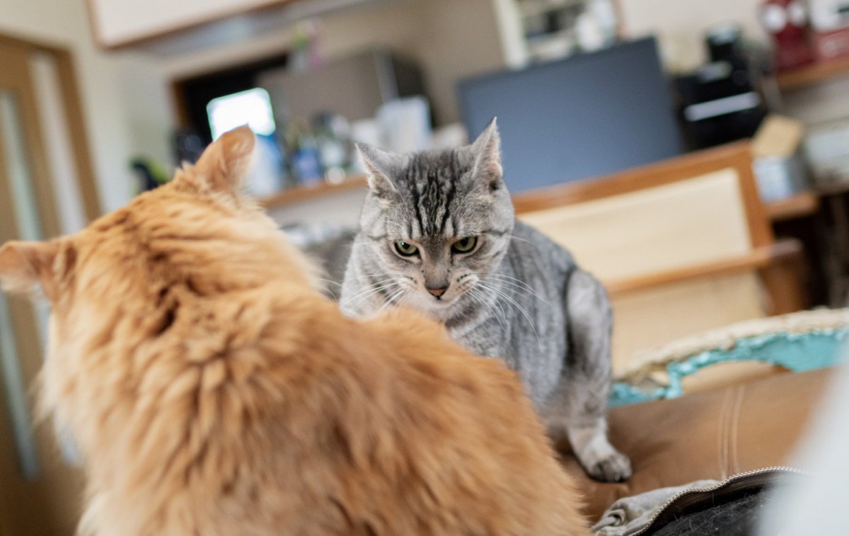 『気性が荒い猫』に見られる特徴4選！飼い主が気を付けておくこととは