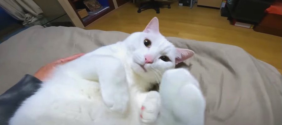 元保護猫きょうだいの次男がかわいすぎる！飼い主パパさんに甘えてメロメロに♡